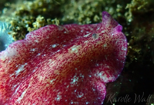 Red Dwarf Flatworm, Pseudoceros rubronanus