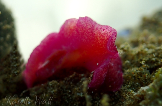 Red Dwarf Flatworm, Pseudoceros rubronanus