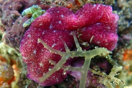 Red Dwarf Flatworm, Pseudoceros rubronanus Red Dwarf Flatworm, Pseudoceros rubronanus