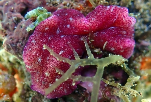 Red Dwarf Flatworm, Pseudoceros rubronanus