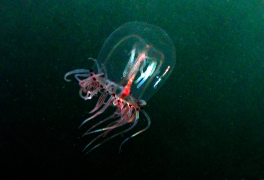 Redeye Medusa, Polyorchispenicillatus-
