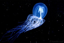 Redeye Medusa, Polyorchis-penicillatus Redeye Medusa, Polyorchis-penicillatus