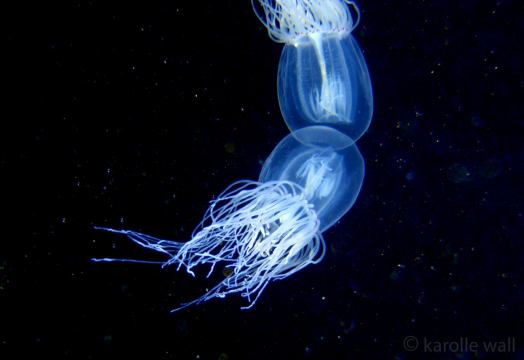 Redeye Medusa, Polyorchis penicillatus