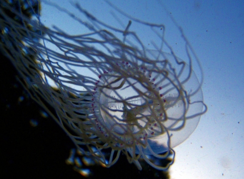 Redeye Medusa, Polyorchis penicillatus