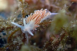 Coryphella longicaudata Coryphella longicaudata
