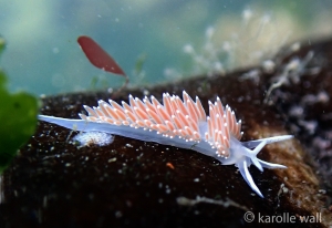 Coryphella pseudoverrucosa wm