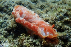 Hexabranchus pulchellus