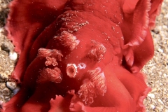 Spanish Dancer Nudibranch