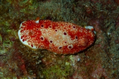 Red Spotted Nudibranch