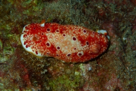 Red Spotted Nudibranch Red Spotted Nudibranch