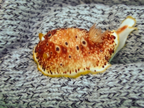 Goniobranchus Sp. #1