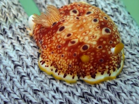 Red Spotted Nudibranch