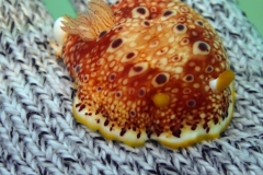 Red Spotted Nudibranch