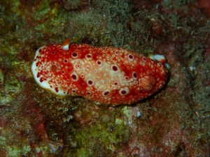 Red Spotted Nudibranch