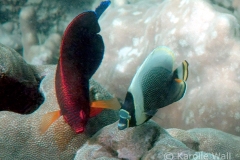 Reticulated Butterflyfish