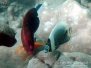 Reticulated Butterflyfish