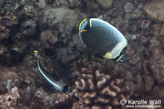 DSC06664-reticulated-butterflyfish-wm DSC06664-reticulated-butterflyfish-wm