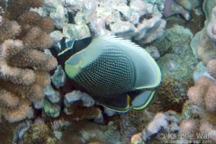 DSC06777-reticulated-butterflyfish-wm DSC06777-reticulated-butterflyfish-wm