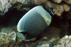 DSC06839-reticulated-butterflyfish-wm DSC06839-reticulated-butterflyfish-wm