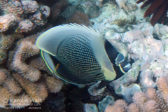 DSC06840-reticulated-butterflyfish-wm DSC06840-reticulated-butterflyfish-wm