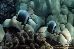 DSC07683-two-juvenile-reticulated-butterflyfish-wm DSC07683-two-juvenile-reticulated-butterflyfish-wm