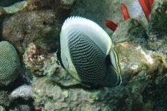 DSC08071-reticulated-butterflyfish-juvenile-wm DSC08071-reticulated-butterflyfish-juvenile-wm