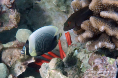 DSC08072-arceye-reticulated-butterflyfish-exc-wm DSC08072-arceye-reticulated-butterflyfish-exc-wm