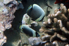 DSC08089-reticulated-butterflyfish-wm DSC08089-reticulated-butterflyfish-wm
