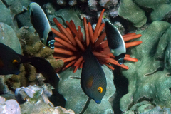 DSC08094-reticulated-butterflyfish-wm DSC08094-reticulated-butterflyfish-wm