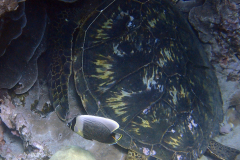 OLYMPUS DIGITAL CAMERA OLYMPUS DIGITAL CAMERA