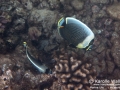 DSC06664-reticulated-butterflyfish-wm