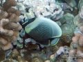 DSC06777-reticulated-butterflyfish-wm
