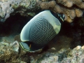 DSC06839-reticulated-butterflyfish-wm
