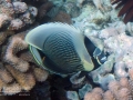 DSC06840-reticulated-butterflyfish-wm