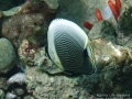 DSC08071-reticulated-butterflyfish-juvenile-wm