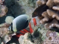 DSC08072-arceye-reticulated-butterflyfish-exc-wm