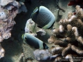 DSC08089-reticulated-butterflyfish-wm