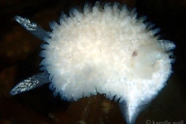 Ridge-tailed Dorid,Diaphorodoris lirulatocauda Ridge-tailed Dorid,Diaphorodoris lirulatocauda