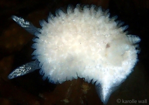 Ridge-tailed Dorid,Diaphorodoris lirulatocauda