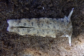 Plakobranchus ocellatus Plakobranchus ocellatus