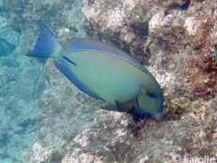 Ringtail Surgeonfish