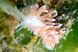 Rose-pink Cuthona, Cuthona divae Rose-pink Cuthona, Cuthona divae