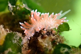 Rose-pink Cuthona, Cuthona divae Rose-pink Cuthona, Cuthona divae