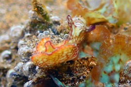 Rusty Elysia, Elysia Rufescens Rusty Elysia, Elysia Rufescens