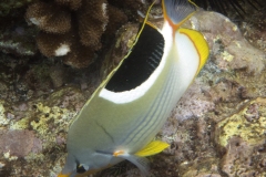 Saddleback Butterflyfish