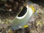 Saddleback Butterflyfish