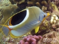 DSC03336-saddleback-butterflyfish2-WM