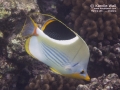 DSC03348-saddleback-butterflyfish2Wm