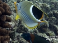 DSC03350-saddleback-butterflyfish-saddle-wrasse2-wm