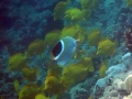 DSC03925-saddleback-butterflyfish-and-yellow-tangs-exc-wm